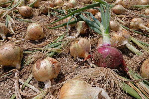 Karacabey Soğanı: Üretim Planlaması ve Depolama Yönetimi ile Marka Değerini Korumak